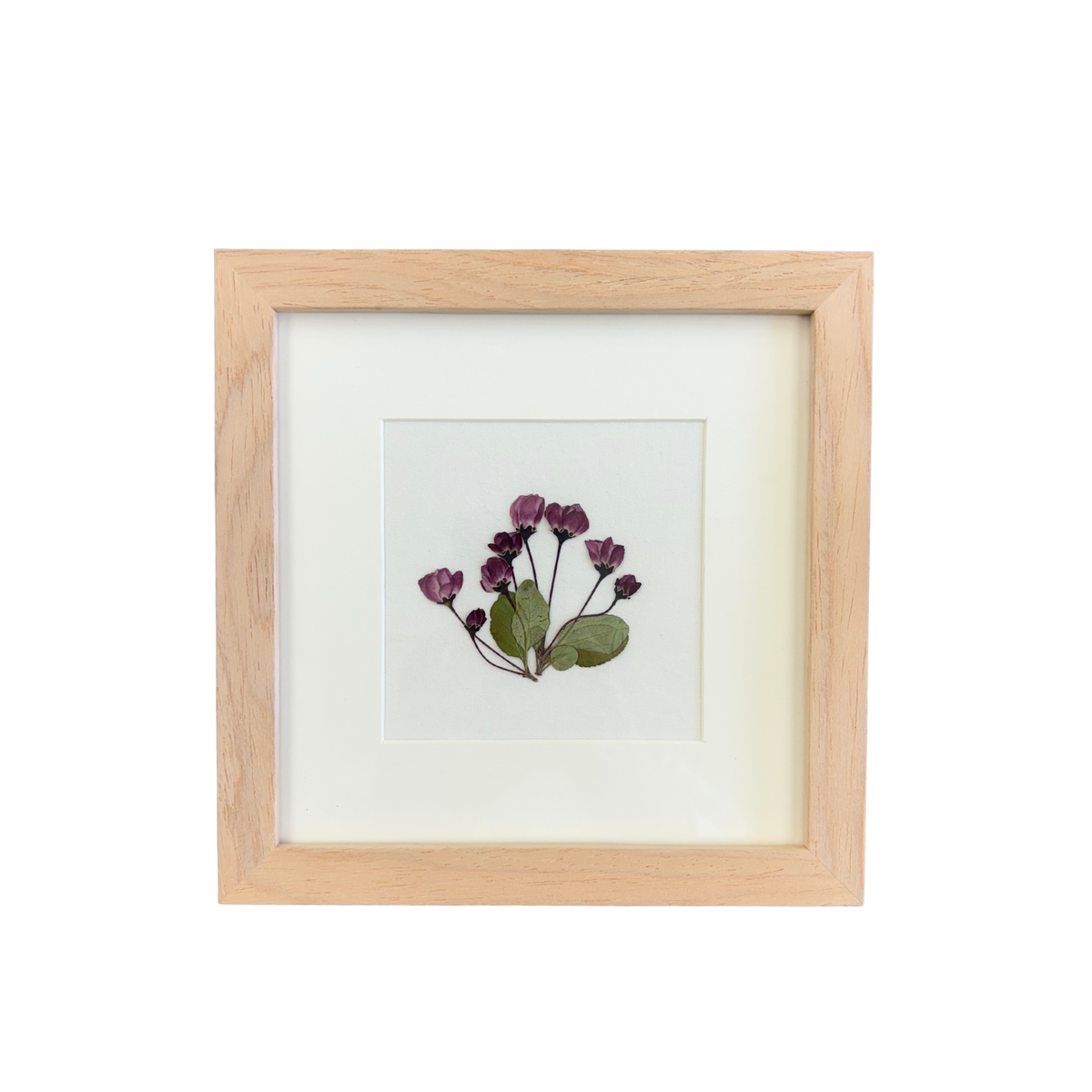 Real Pressed Floral Art - Matboard Begonia