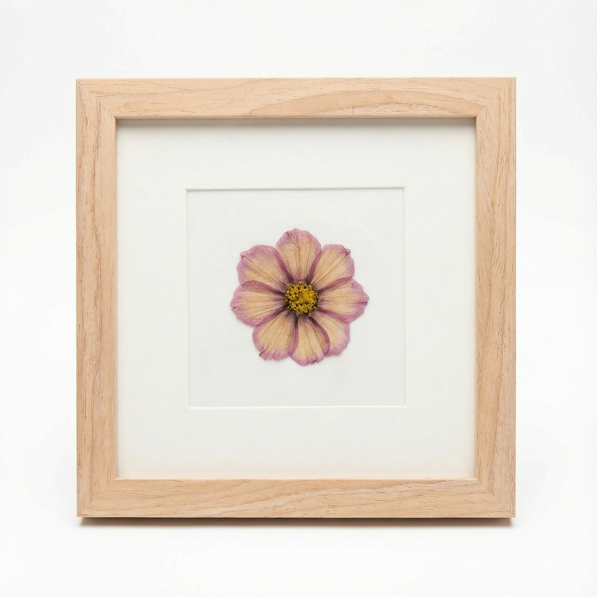 Real Pressed Floral Art - Matboard Cosmo