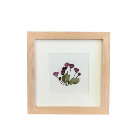 Real Pressed Floral Art - Matboard Begonia