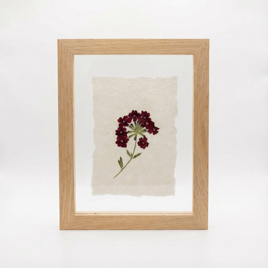 Real Pressed Floral Art - Verbena Stem w/Paper